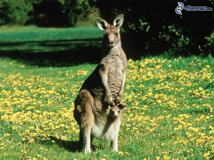 kangury, łąka