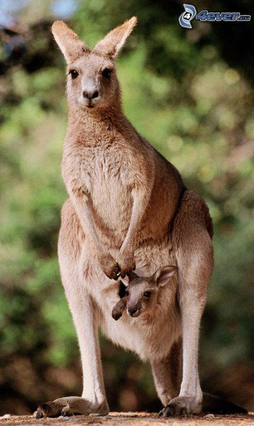 kangury