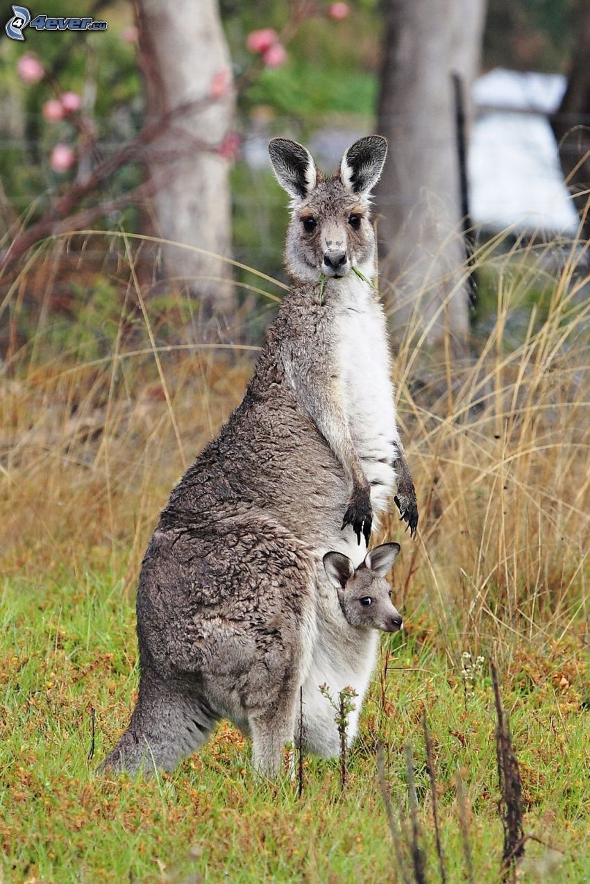 kangury