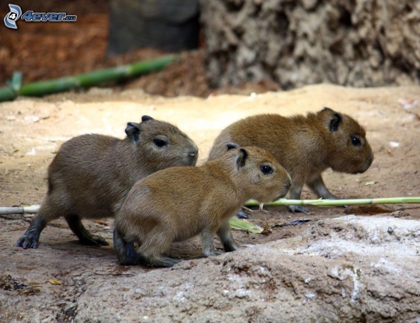 kapibara, młode