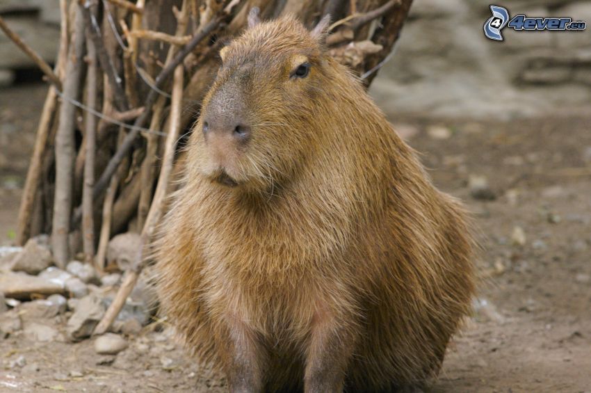 kapibara