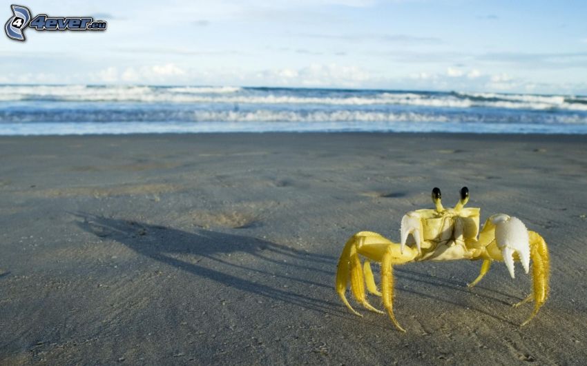 krab na plaży, plaża piaszczysta