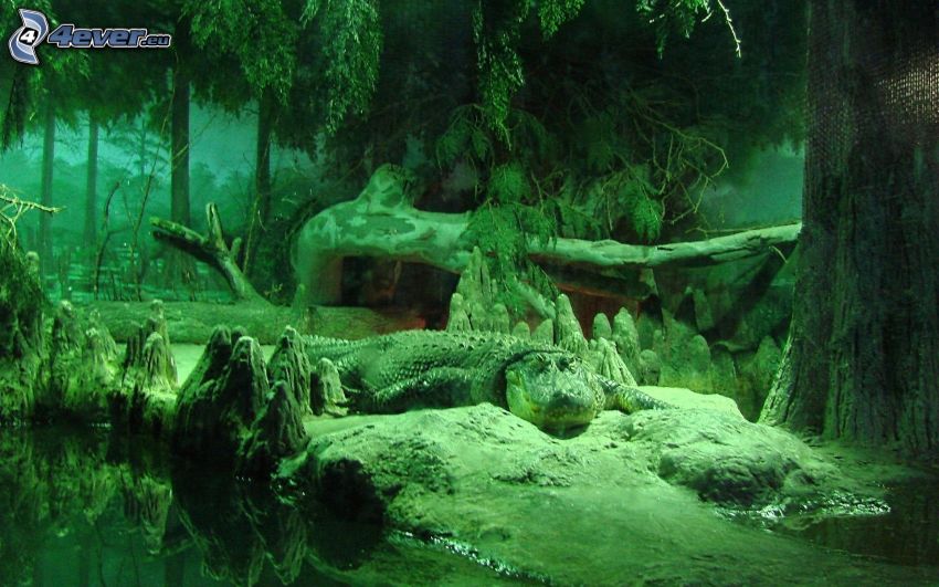 krokodyl, las