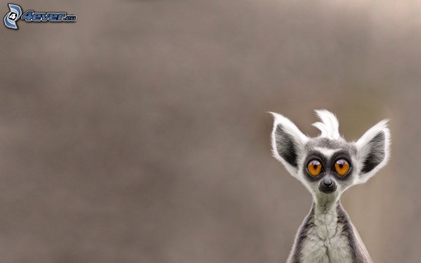 lemur, wielkie oczy