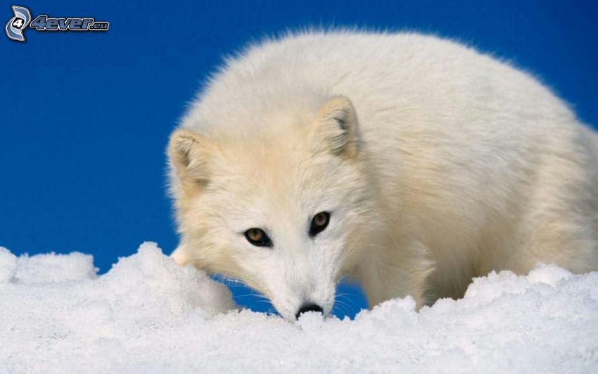 lis polarny, młode, śnieg