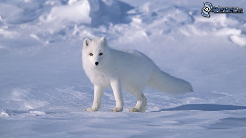 lis polarny, śnieg