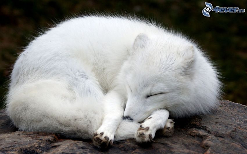 lis polarny, śpiący lis