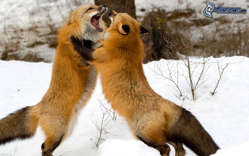 lisy, bójka, śnieg