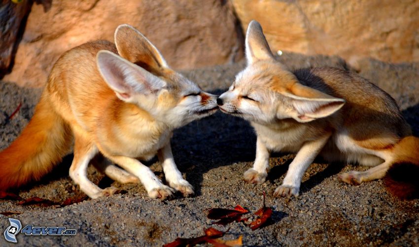 lisy, pocałunek
