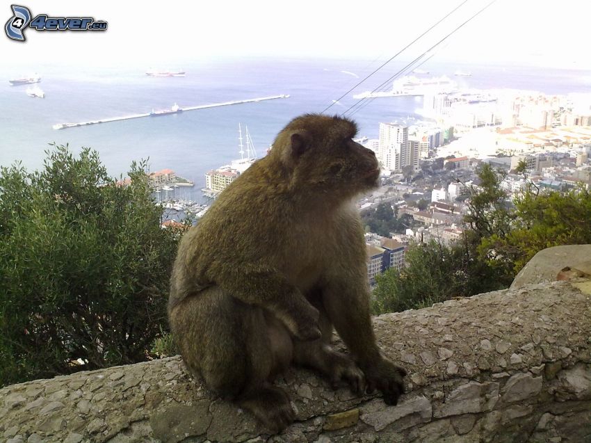 małpa, mur, miasto, morze, Gibraltar