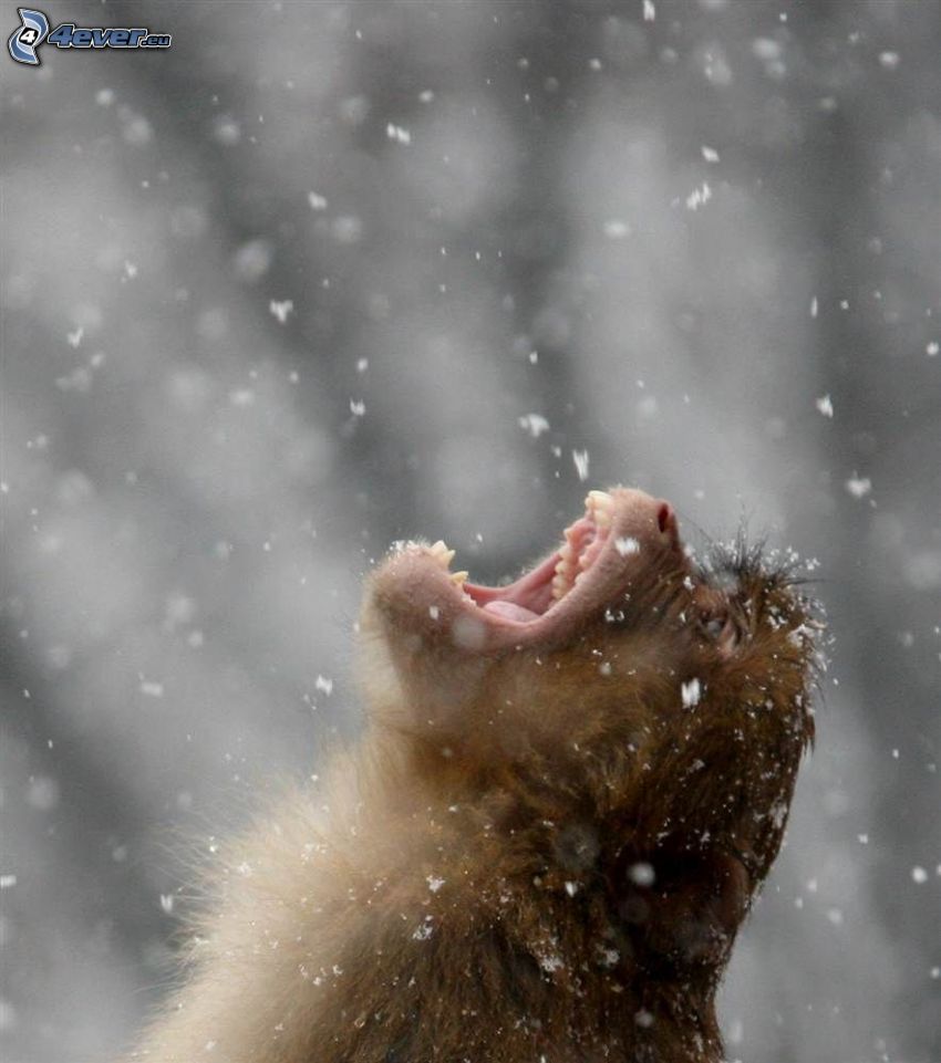 małpa, śnieg