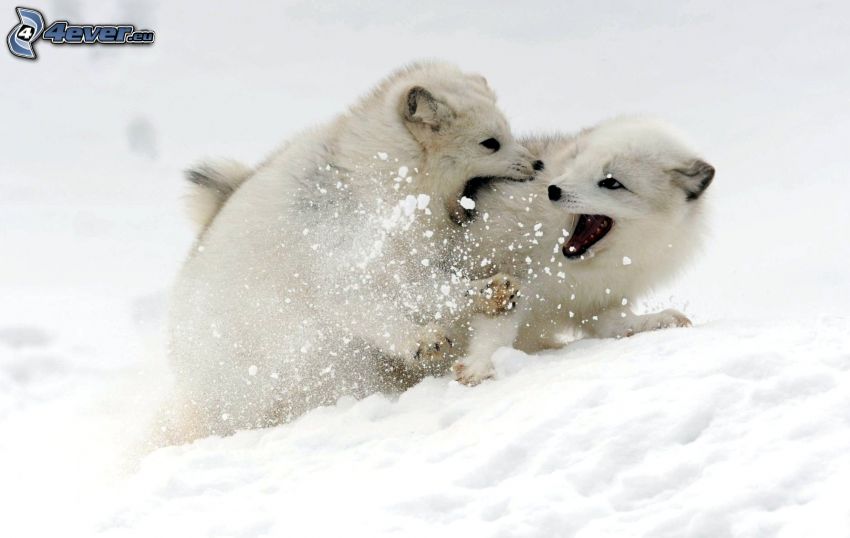 młode, lis polarny, śnieg