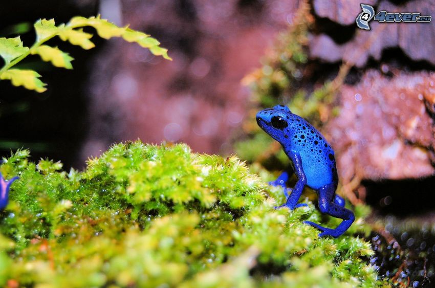 niebieska żaba, mech