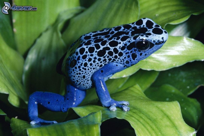 niebieska żaba, zielone liście