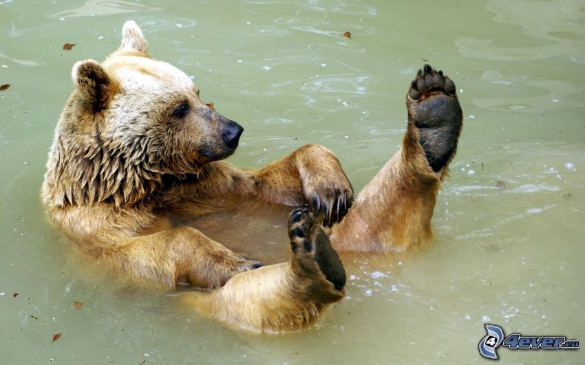 niedźwiedź brunatny, woda, kąpiel, łapy