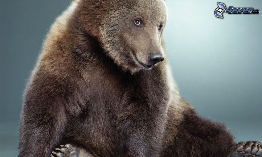 niedźwiedź brunatny