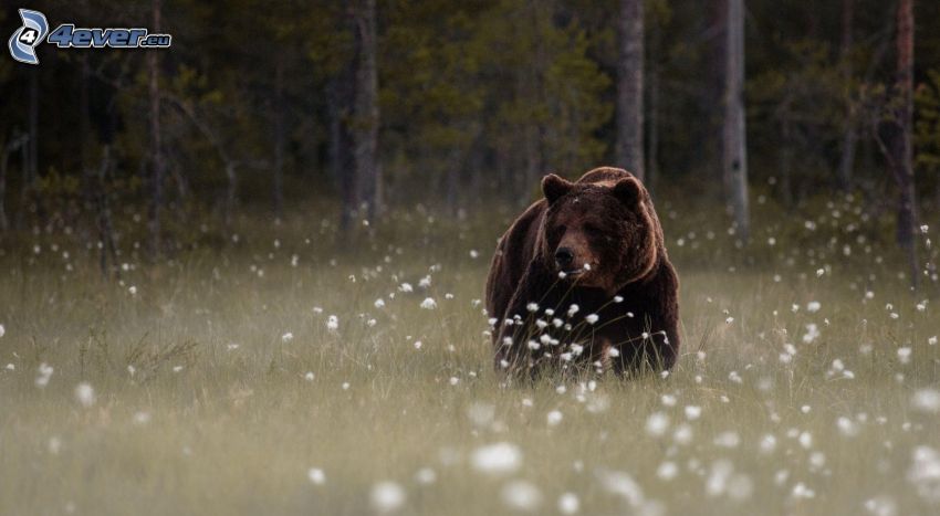 niedźwiedź grizzly, łąka