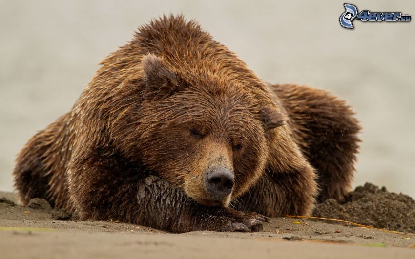 niedźwiedź grizzly, spanie