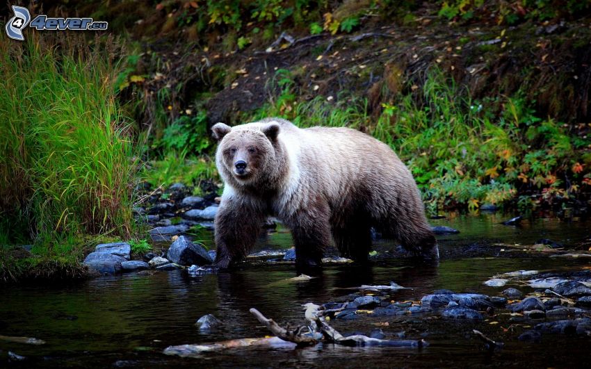 niedźwiedź grizzly, strumyk