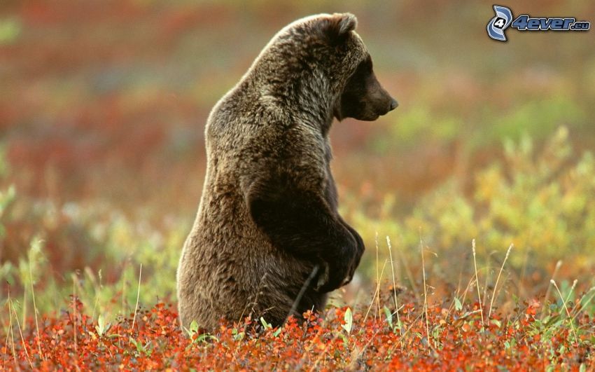niedźwiedź grizzly