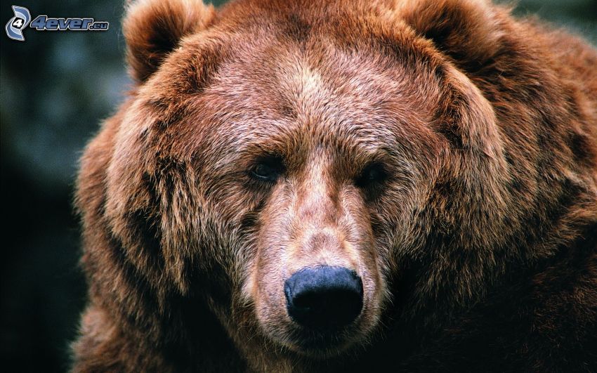 niedźwiedź grizzly