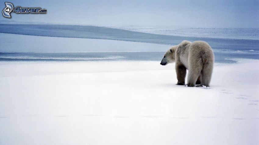 niedźwiedź polarny, śnieg