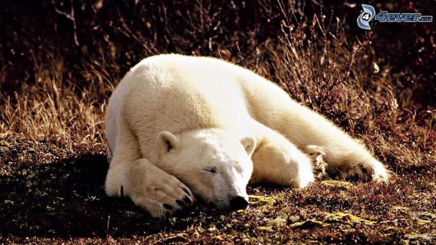 niedźwiedź polarny, spanie