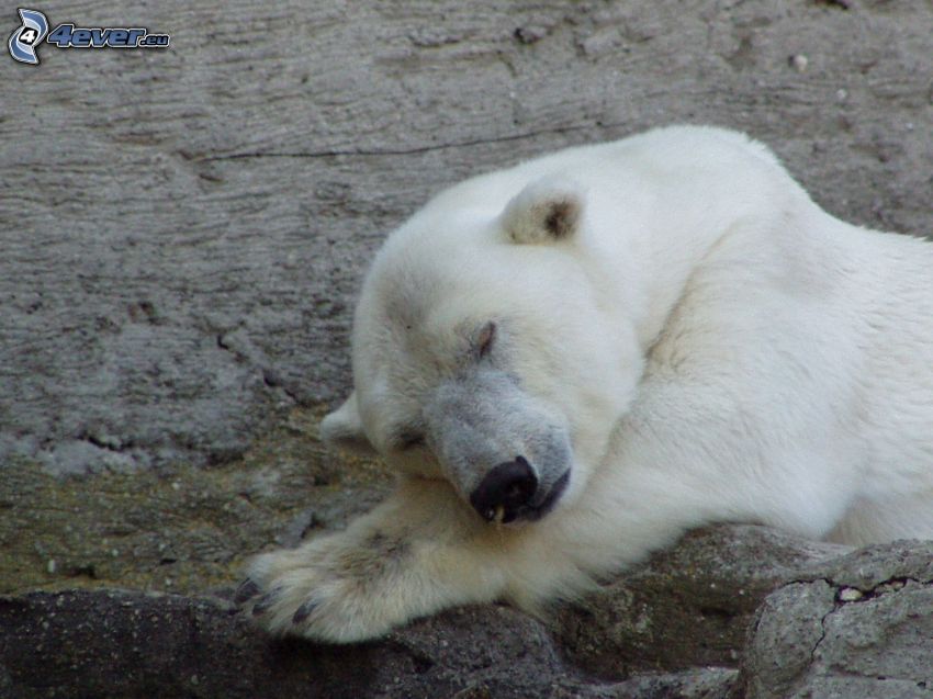 niedźwiedź polarny, spanie