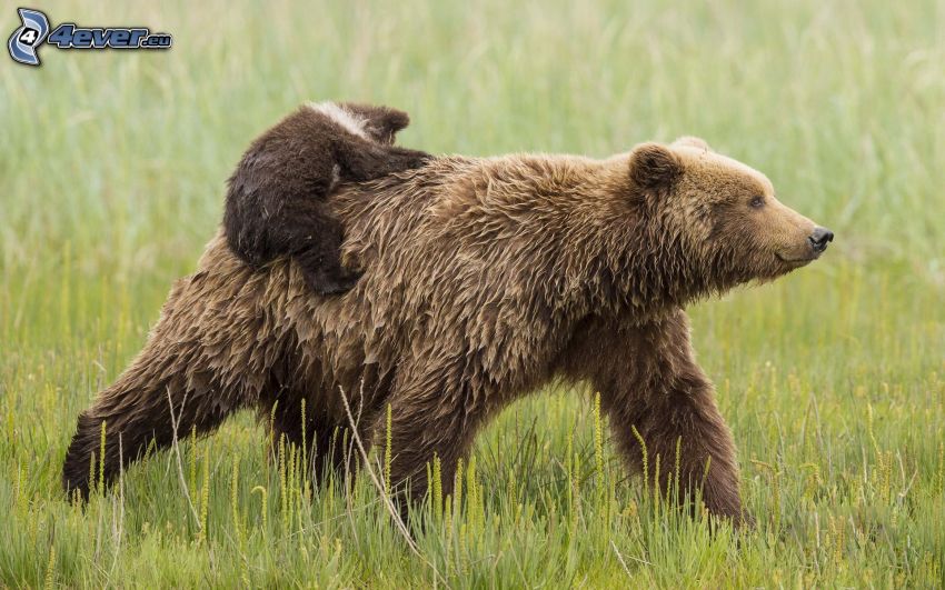 niedźwiedzie brunatne, młode, trawa