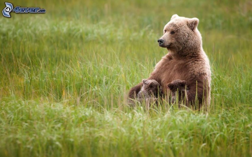 niedźwiedzie brunatne, młode, zielona trawa