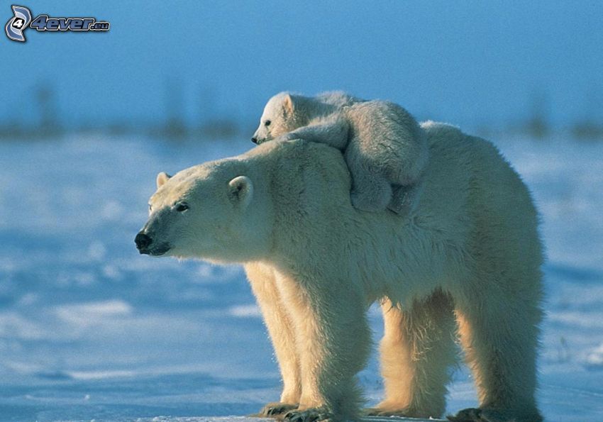niedźwiedzie polarne, młode