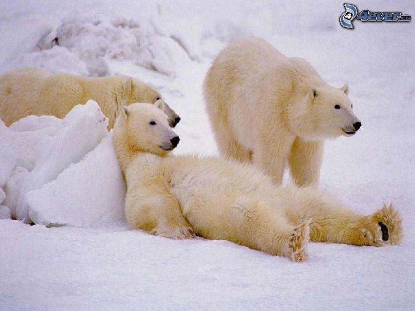 niedźwiedzie polarne, odpoczynek, śnieg, zima, biegun północny