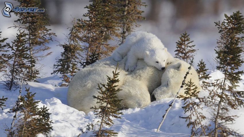 niedźwiedzie polarne, śnieg, drzewa