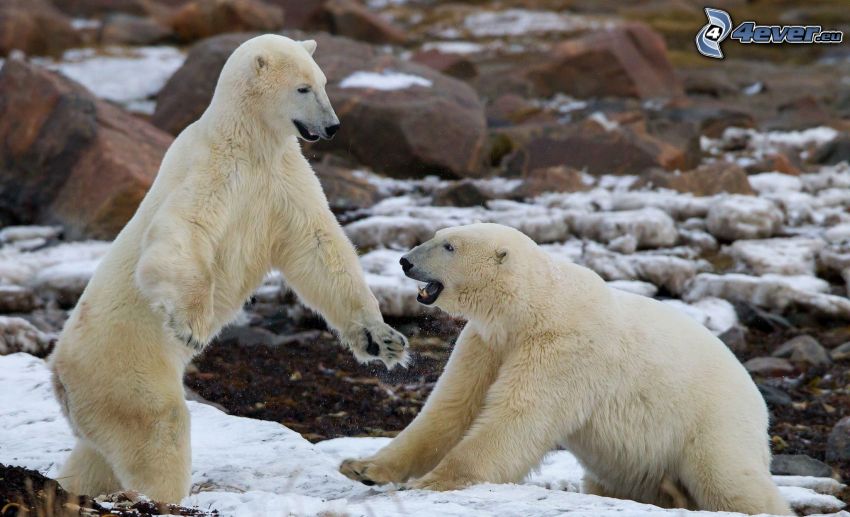 niedźwiedzie polarne, śnieg