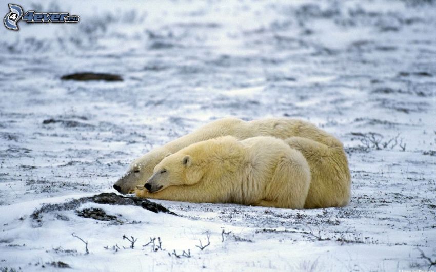 niedźwiedzie polarne, śnieg