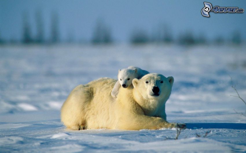 niedźwiedzie polarne