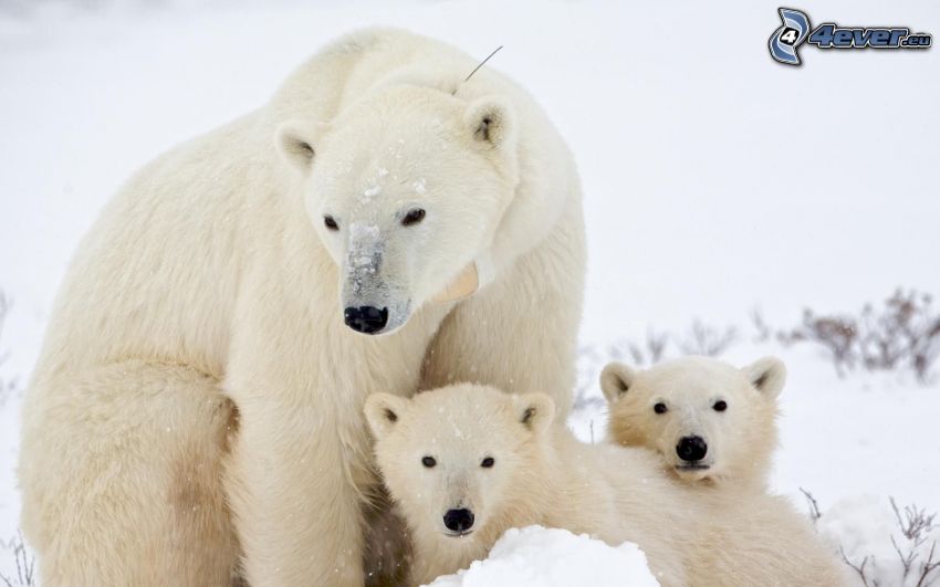 niedźwiedzie polarne