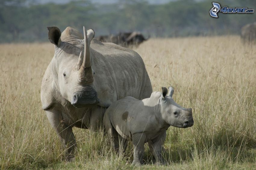 nosorożec, mały nosorożec