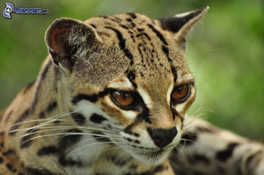 ocelot