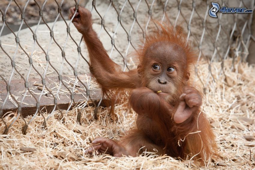 orangutan, młode, płot