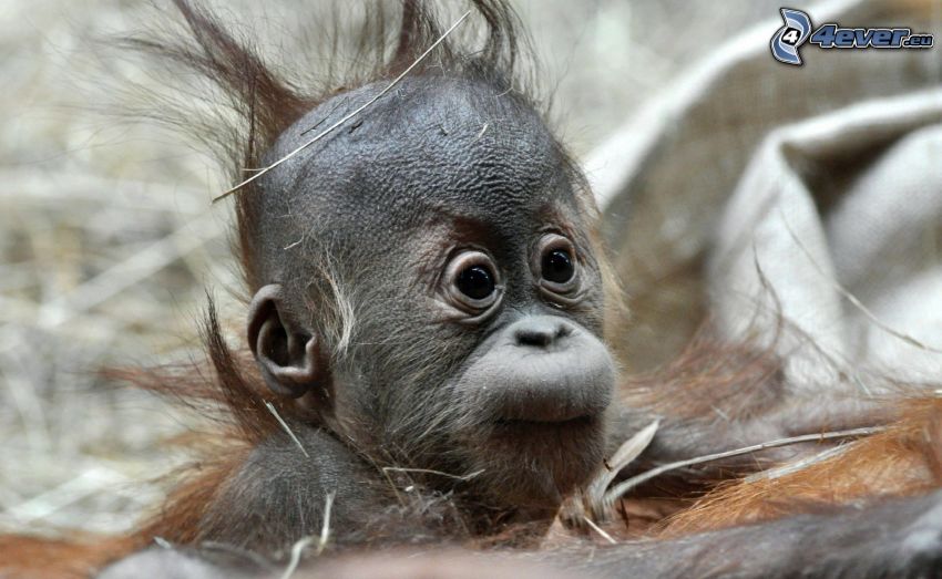 orangutan, młode