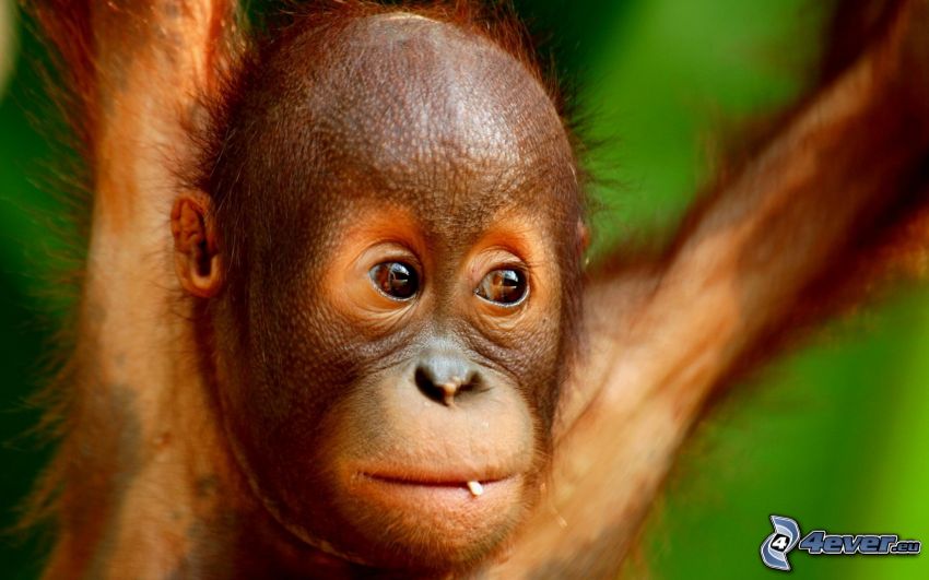 orangutan, młode