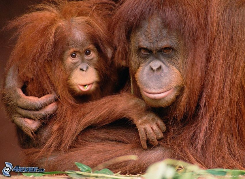 orangutany, młode