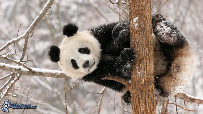 Panda na drzewie