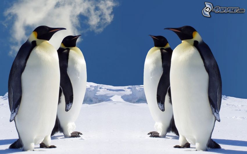 pingwiny, Antarktyda, zima, śnieg