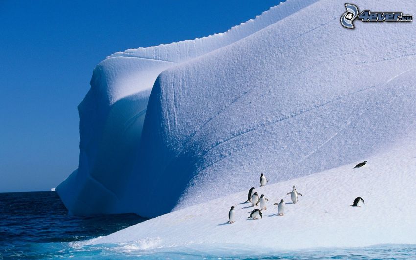 pingwiny, lodowiec