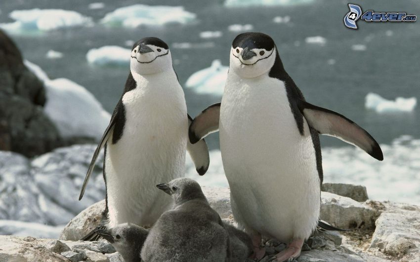 pingwiny, młode