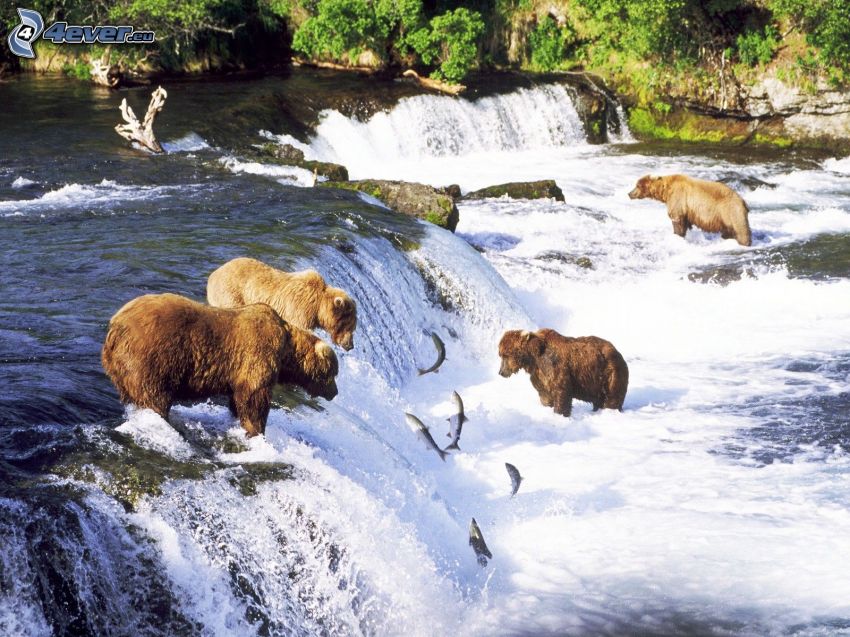 rodzina niedźwiedzi grizzly, niedźwiedzie nad wodospadem, wodospad, ryby