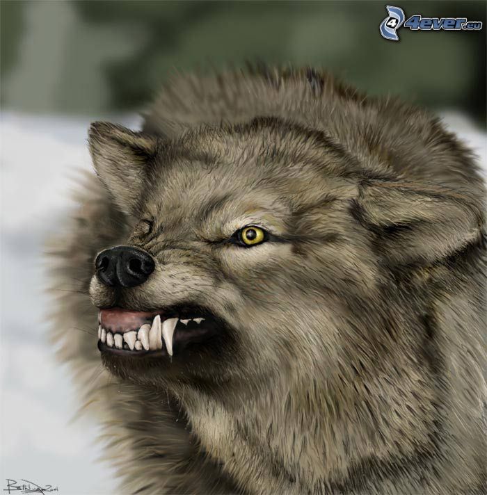 rozzłoszczony wilk, kły