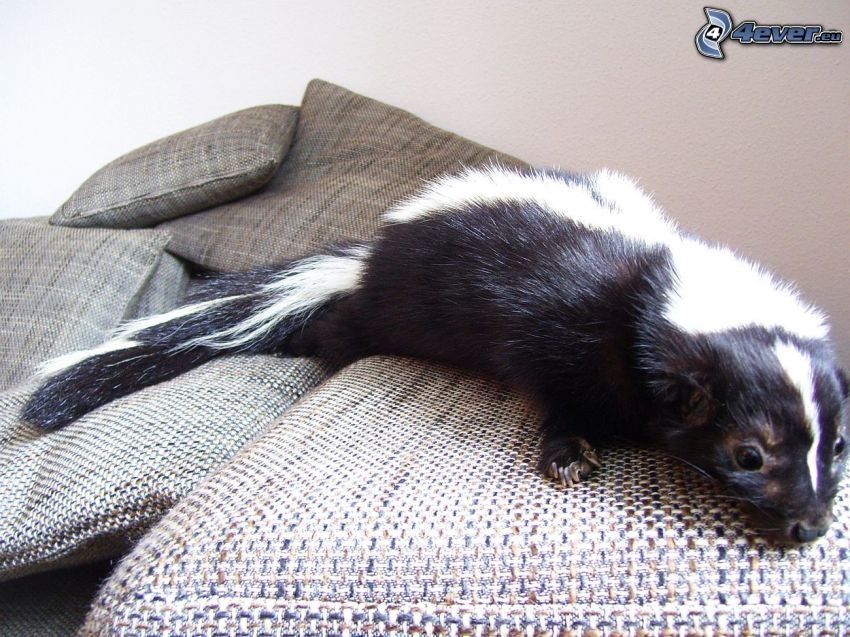 skunks, sofa